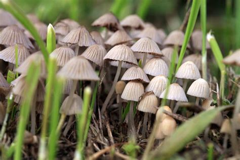 The Future of Magic Mushrooms in the Inland Empire: Legalization and Regulation